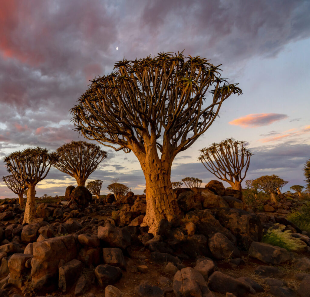 quiver tree square image